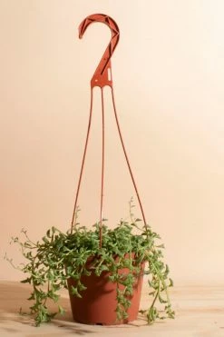 Wholesale ???? Home Botanicals Rare Hanging String Of Dolphins Succulent In 6" Grow Pot With Hanger Included Neutral ????