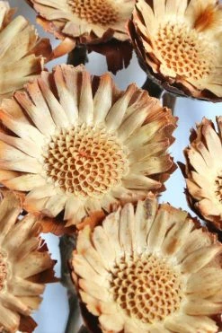 Coupon ???? Roxanne's Dried Flowers Rosette Protea Neutral ????