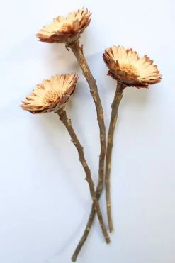 Coupon ???? Roxanne's Dried Flowers Rosette Protea Neutral ???? -Craighill Shop unnamed file 15