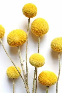 Cheap ???? Roxanne's Dried Flowers Billy Buttons Yellow ????