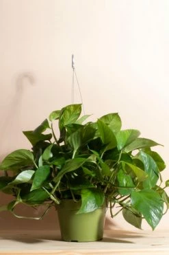 Cheapest ???? Home Botanicals Hanging Pothos Ivy Air Purifying House Plant In 6" Grow Pot With Hanger Included Neutral ✨