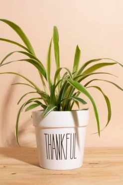 Best Pirce ???? Home Botanicals Bonnie Spider House Plant In Ceramic Thankful Planter Neutral ????