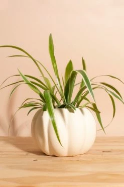 Deals ???? Home Botanicals Bonnie Spider Houseplant In Ceramic Pumpkin Planter Neutral ⭐