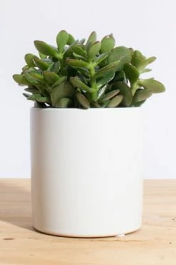 Top 10 ???? Home Botanicals Jade Succulent In White Cylinder Ceramic Planter Neutral ✨