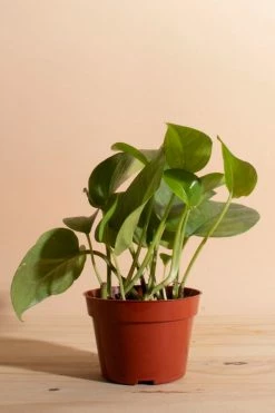 Brand new ✨ Home Botanicals Epipremnum Aureum 'Pothos Ivy' Air Purifying House Plant In 4" Grow Pot Neutral ????