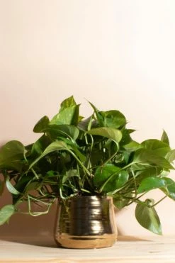 Coupon ???? Home Botanicals Pothos Ivy Houseplant In Ceramic Planter Gold ????