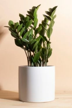 Discount ???? Home Botanicals Zanzibar Gem 'ZZ Plant' Houseplant In 6" Mid Century Modern Ceramic Planter White ????