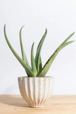 Best reviews of ???? Home Botanicals Aloe Vera In Ceramic Acorn Planter Neutral ????