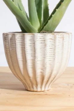 Best reviews of ???? Home Botanicals Aloe Vera In Ceramic Acorn Planter Neutral ???? -Craighill Shop unnamed file 45