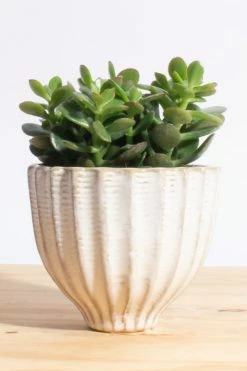 Coupon ???? Home Botanicals Jade Succulent In Acorn Ceramic Planter Neutral ????