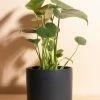 Promo ???? Home Botanicals Monstera In Black Mid Centruy Modern Ceramic Cylinder Planter Black ????