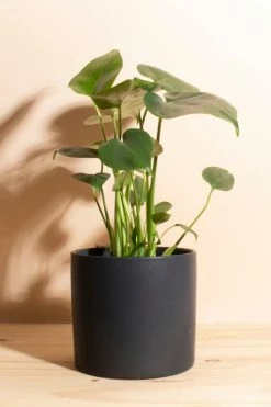 Promo ???? Home Botanicals Monstera In Black Mid Centruy Modern Ceramic Cylinder Planter Black ????