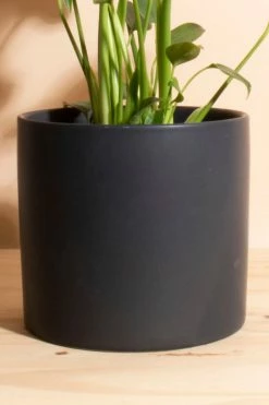 Promo ???? Home Botanicals Monstera In Black Mid Centruy Modern Ceramic Cylinder Planter Black ???? -Craighill Shop unnamed file 54