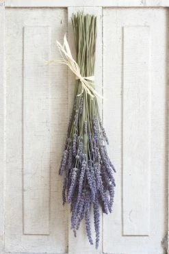 Brand new ❤️ Roxanne's Dried Flowers French Lavender Lavender ????