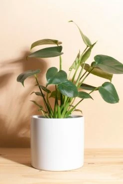 Brand new ✨ Home Botanicals Monstera In White Mid Centruy Modern Ceramic Cylinder Planter White ????