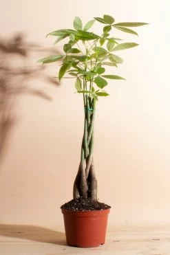 Hot Sale ✨ Home Botanicals Pachira Aquatica "Money Tree' House Plant In 6" Grow Pot Neutral ????