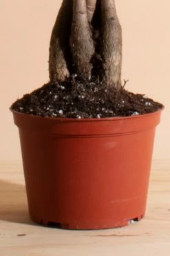 Hot Sale ✨ Home Botanicals Pachira Aquatica "Money Tree' House Plant In 6" Grow Pot Neutral ???? -Craighill Shop unnamed file 63