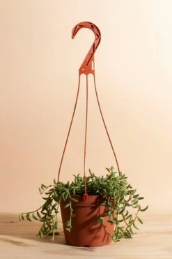 Best Pirce ???? Home Botanicals Hanging String Of Bananas Succulent In 6" Grow Pot With Hanger Included Neutral ????