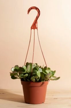 Best reviews of ???? Home Botanicals Trailing Jade Succulent In 6" Grow Pot With Hanger Included Neutral ????