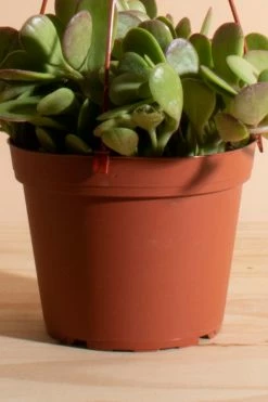 Best reviews of ???? Home Botanicals Trailing Jade Succulent In 6" Grow Pot With Hanger Included Neutral ???? -Craighill Shop unnamed file 69