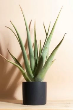 Buy ???? Home Botanicals Aloe Vera Houseplant In 6" Mid Century Modern Ceramic Planter Black ????