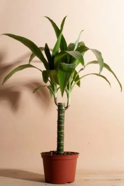 Deals ???? Home Botanicals Dracaena Fragrans 'Janet Craig' Air Purifying House Plant In 6" Grow Pot Neutral ????