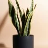Brand new ???? Home Botanicals Snake Plant Houseplant In 6" Mid Century Modern Ceramic Planter Black ????