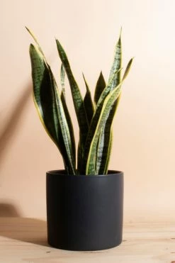 Brand new ???? Home Botanicals Snake Plant Houseplant In 6" Mid Century Modern Ceramic Planter Black ????