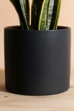 Brand new ???? Home Botanicals Snake Plant Houseplant In 6" Mid Century Modern Ceramic Planter Black ???? -Craighill Shop unnamed file 83