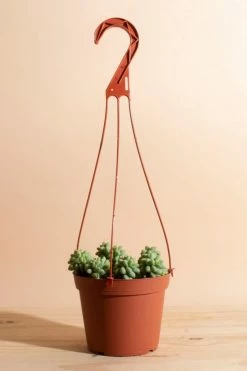 Coupon ⌛ Home Botanicals Hanging Burrito Sedum Succulent In 6" Grow Pot With Hanger Included Neutral ????