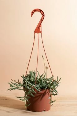 Best reviews of ???? Home Botanicals Hanging String Of Fishhook Succulent In 6" Grow Pot With Hanger Included Neutral ????