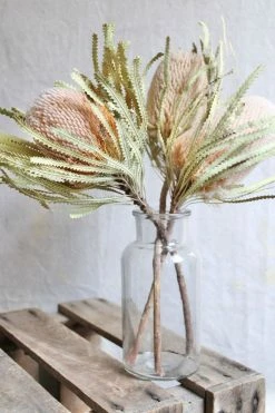 Best reviews of ???? Roxanne's Dried Flowers Banksia Hookeriana Neutral ????