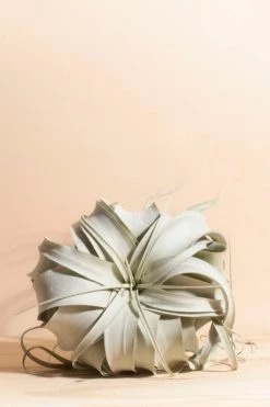 Wholesale ???? Home Botanicals Tillandsia Xerographica Air Plant Neutral ????
